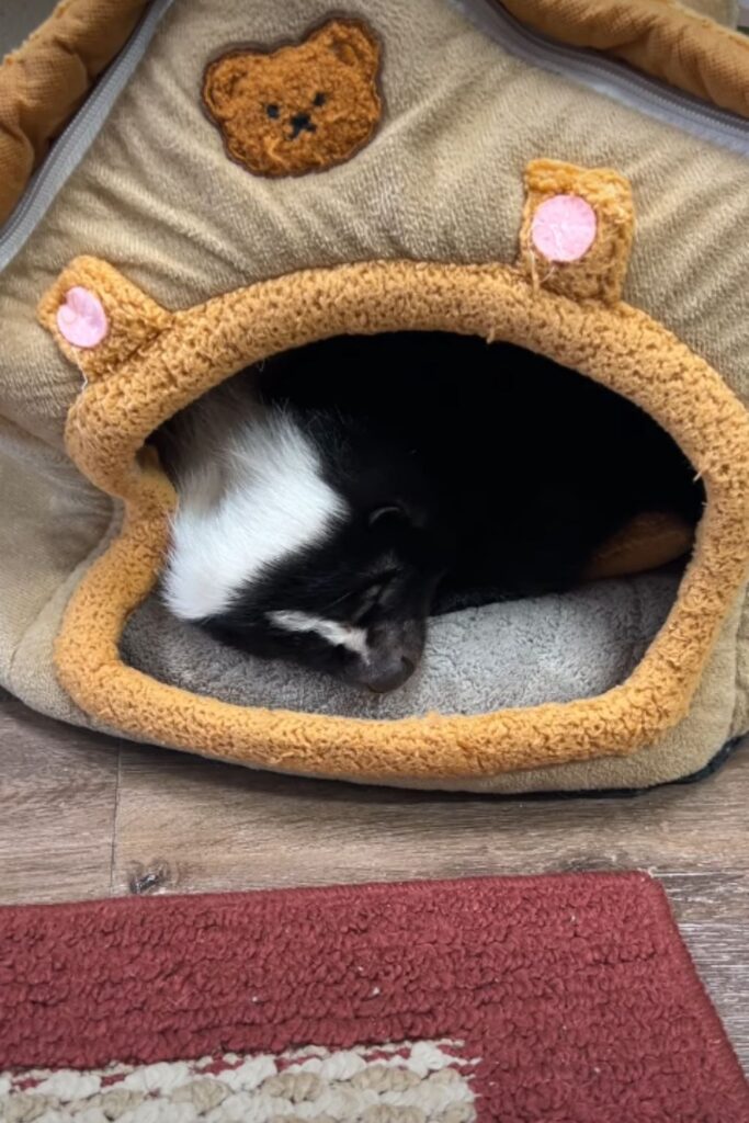 Baby skunks love touch
