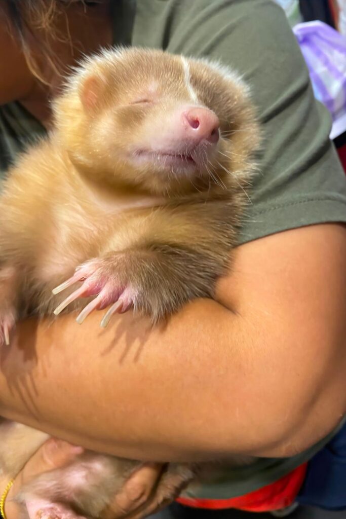 Baby skunks love touch