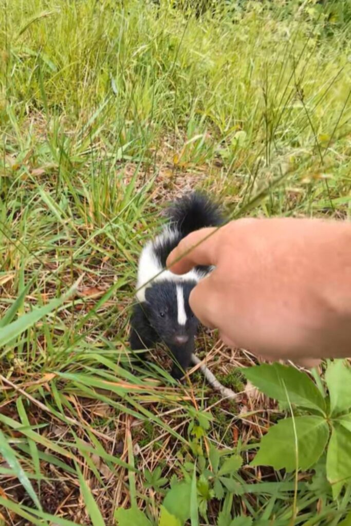 Baby skunks love touch
