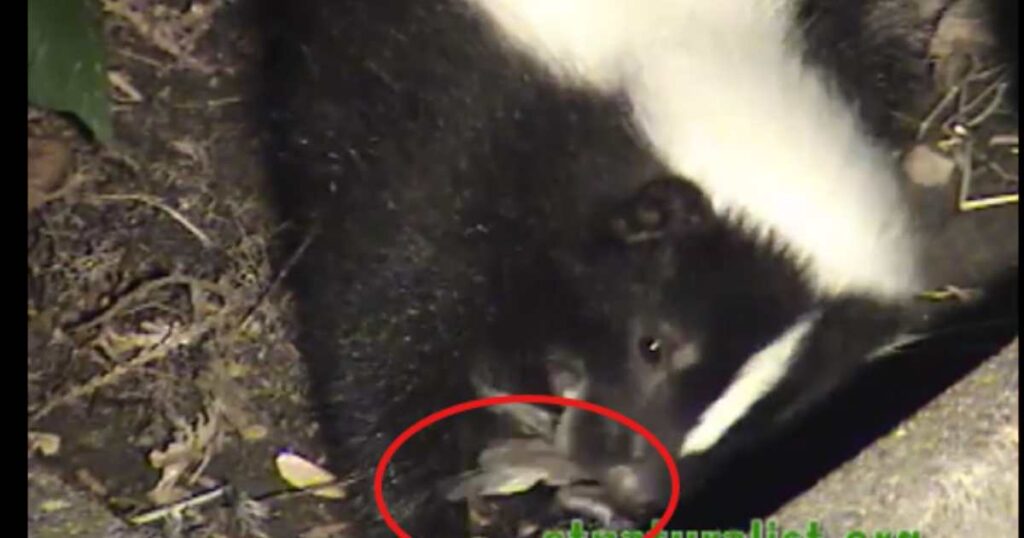 skunk eat bird