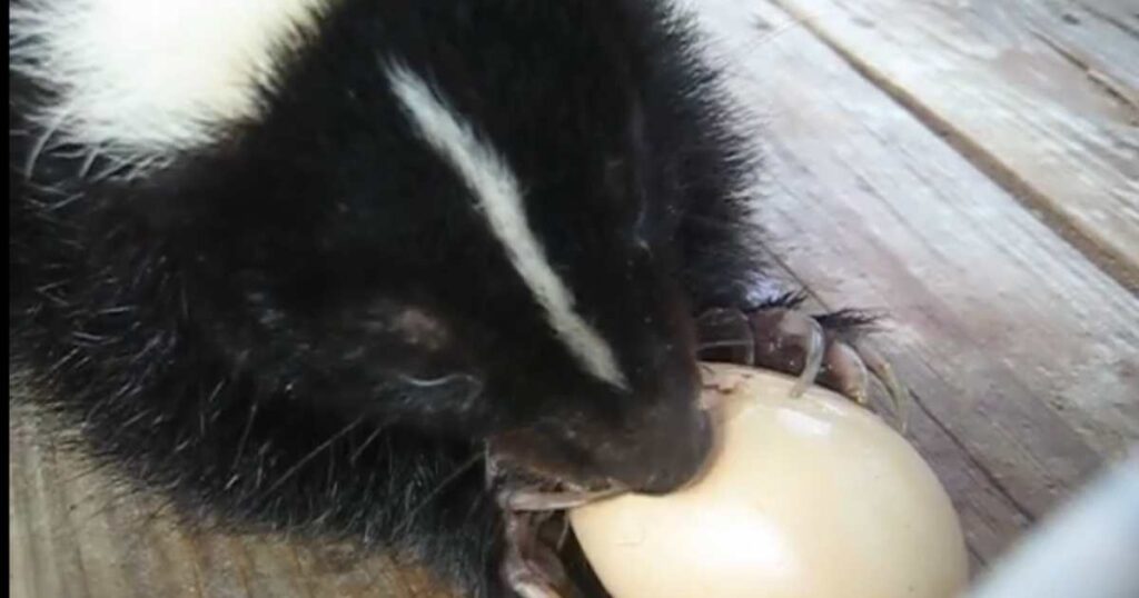 Skunks are known for stealing eggs
