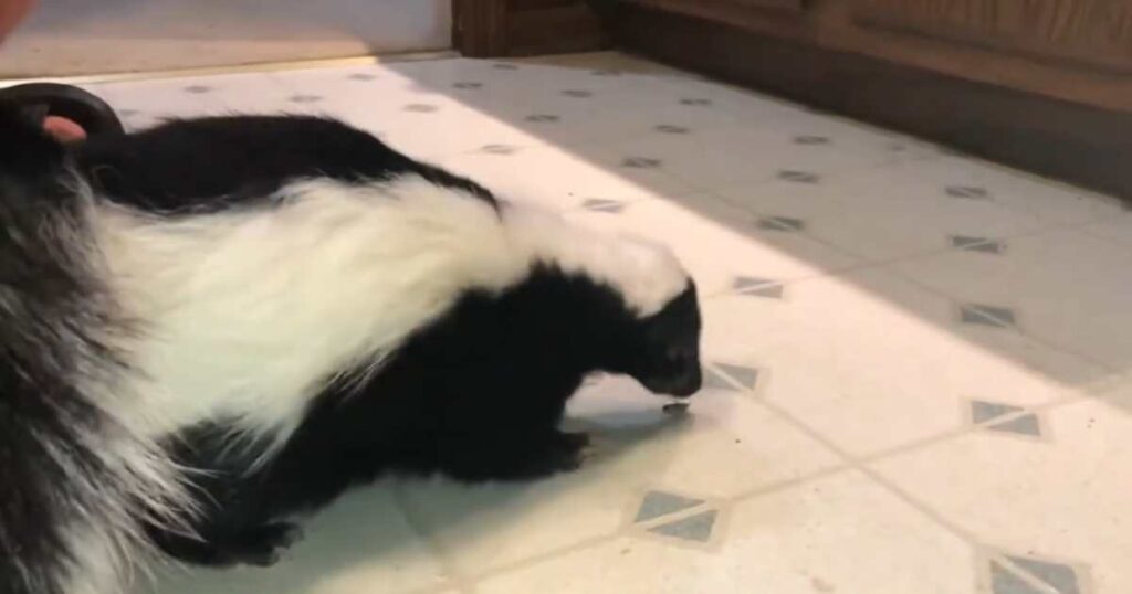 Skunks are known for stealing 