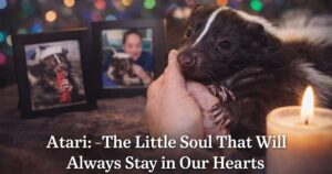 Atari — The Skunk We’ll Never Forget