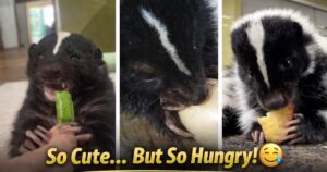 Top 10 Foods Baby Skunks Love to Eat (Cute but Hungry! 😋)