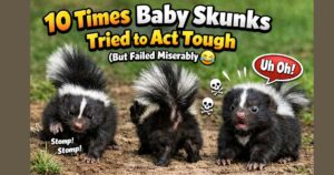 10 Times Baby Skunks Tried to Act Tough (But Failed Miserably )