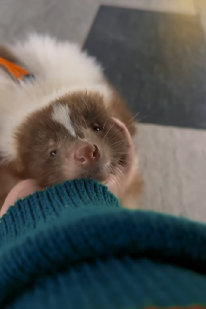 Baby Skunks Follow You Everywhere