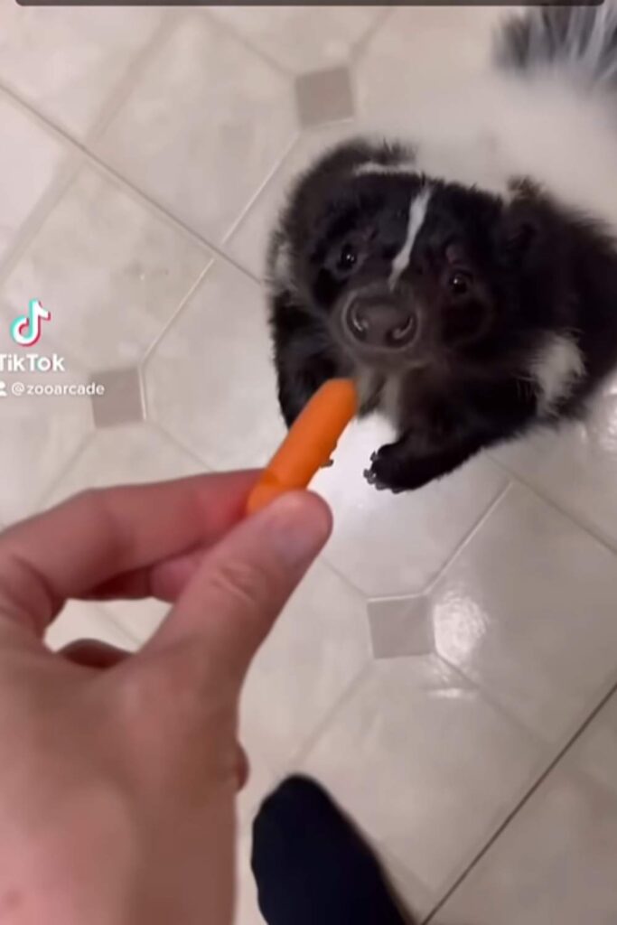 Why Baby Skunks Follow You Everywhere
