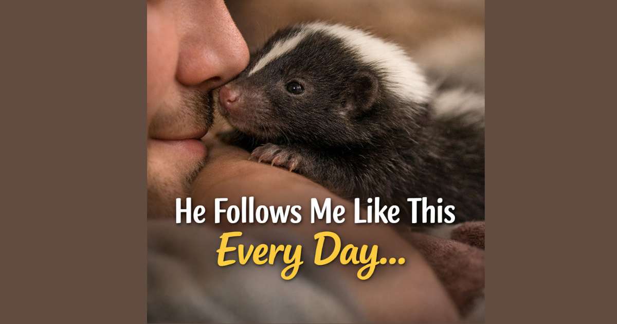 Why My Baby Skunk Loves Me So Much