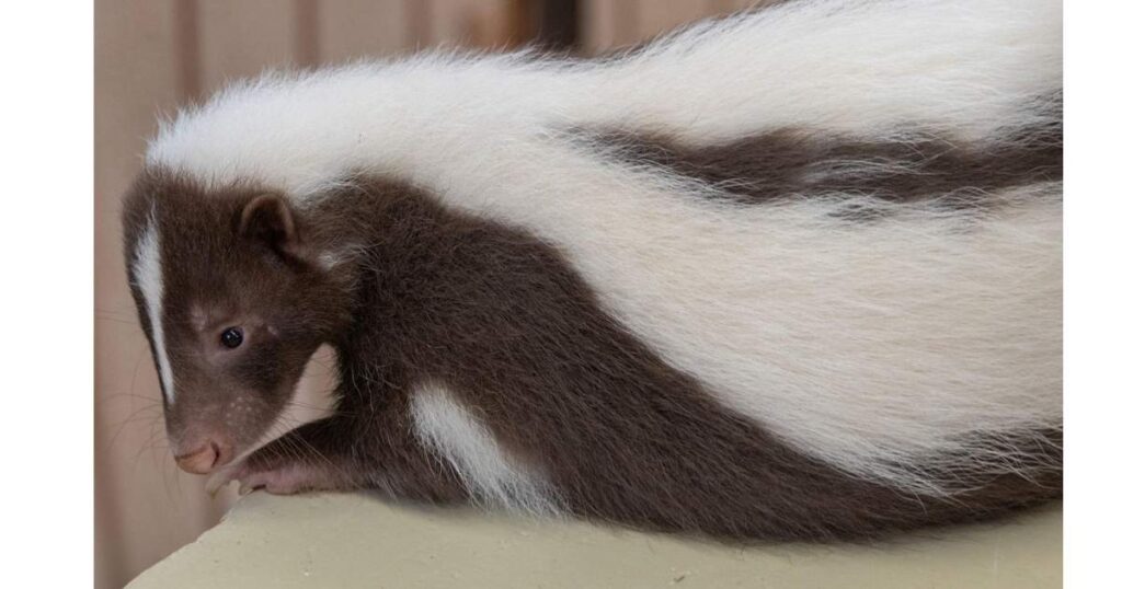 Why My Baby Skunk Loves Me So Much